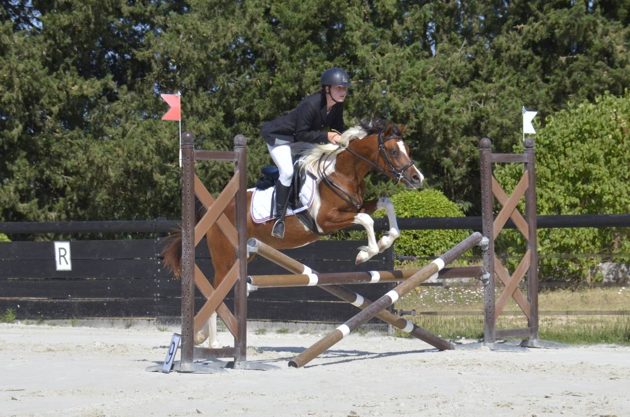 Puledra Purosangue Arabo In vendita 2026 Altro colore