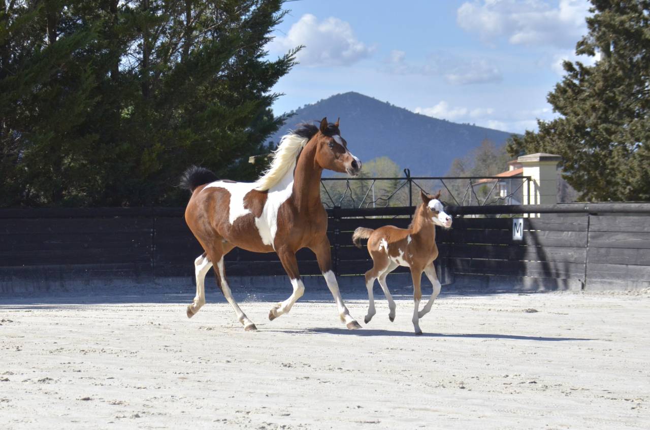 Puledra Purosangue Arabo In vendita 2026 Altro colore