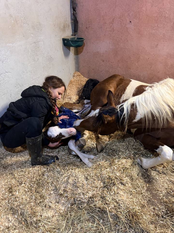 Puledra Purosangue Arabo In vendita 2026 Altro colore