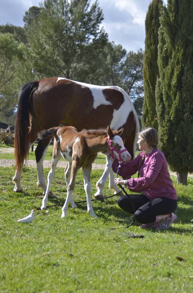 Puledra Purosangue Arabo In vendita 2026 Altro colore