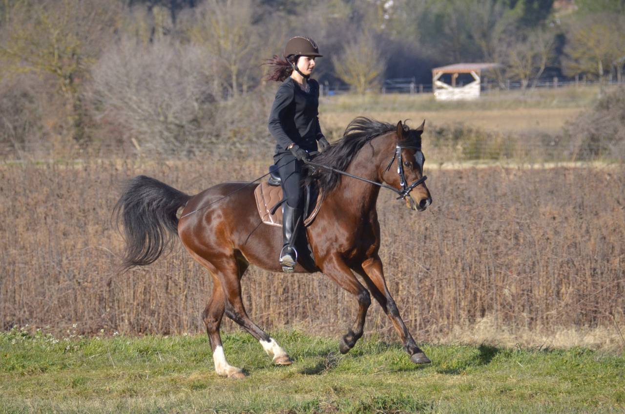 Cavalla Purosangue Arabo In vendita 2013 Baio ,  PSYTADEL