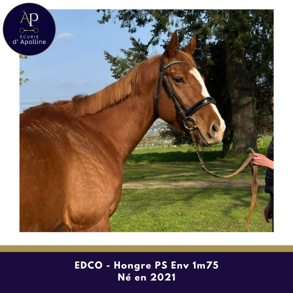 Castrone Purosangue In vendita 2021 Sauro