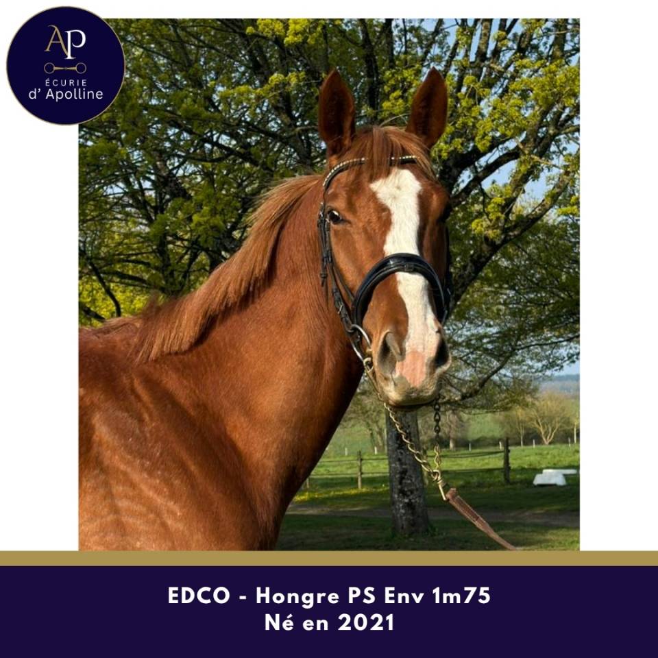 Castrone Purosangue In vendita 2021 Sauro