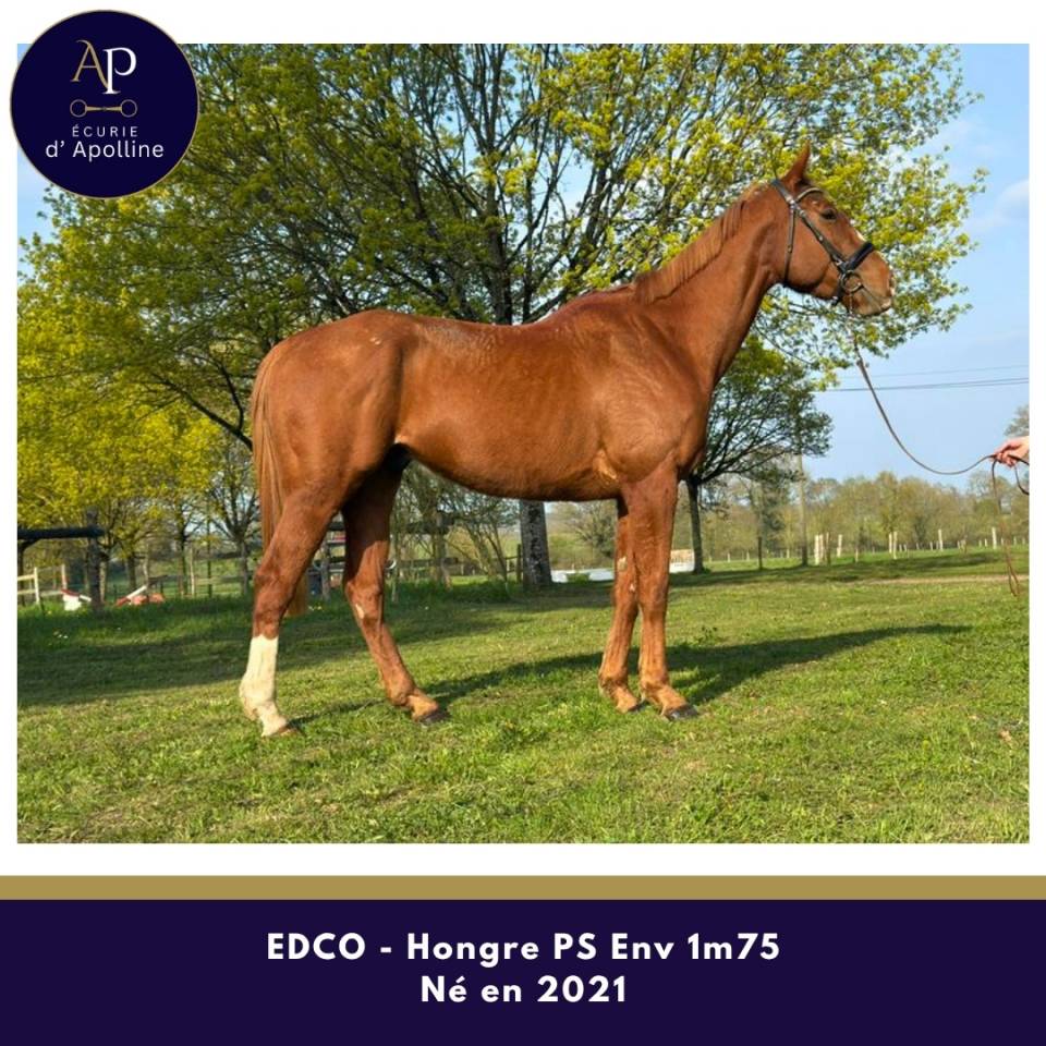 Castrone Purosangue In vendita 2021 Sauro