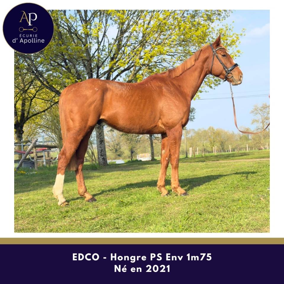 Castrone Purosangue In vendita 2021 Sauro