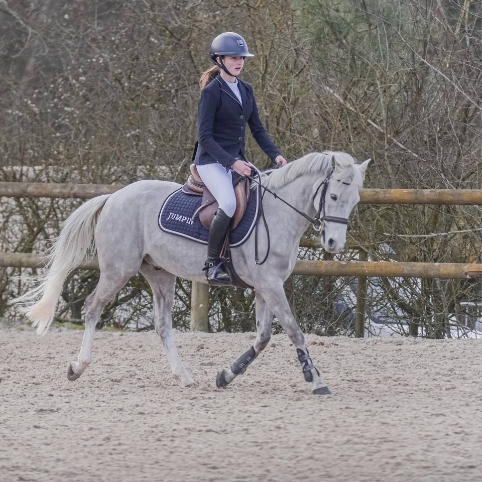 Castrone PFS Pony Francese da Sella In vendita 2014 Grigio