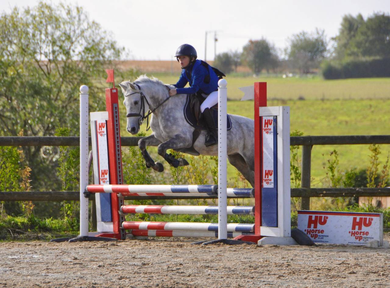 Castrone PFS Pony Francese da Sella In vendita 2014 Grigio