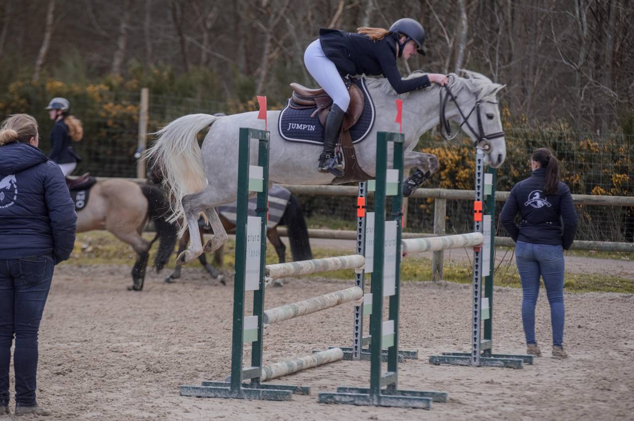 Castrone PFS Pony Francese da Sella In vendita 2014 Grigio