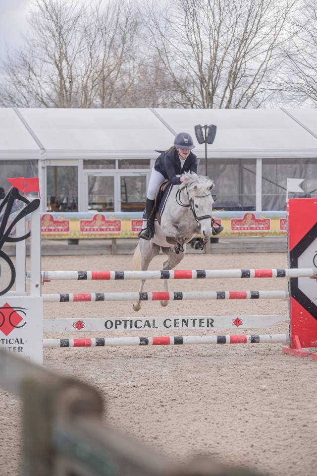 Castrone PFS Pony Francese da Sella In vendita 2014 Grigio