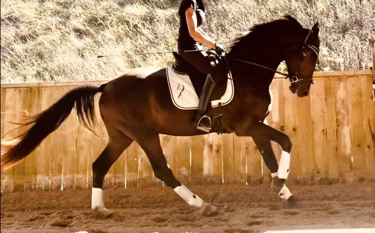 Castrone KWPN Cavallo da Sport Neerlandese In vendita 2023 Baio scuro ,  Blue Hors Santiano