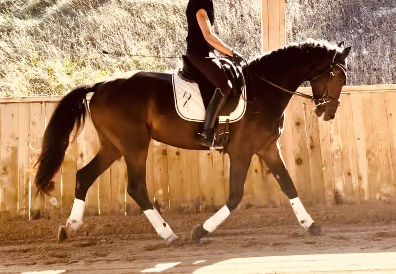 Castrone KWPN Cavallo da Sport Neerlandese In vendita 2023 Baio scuro ,  Blue Hors Santiano