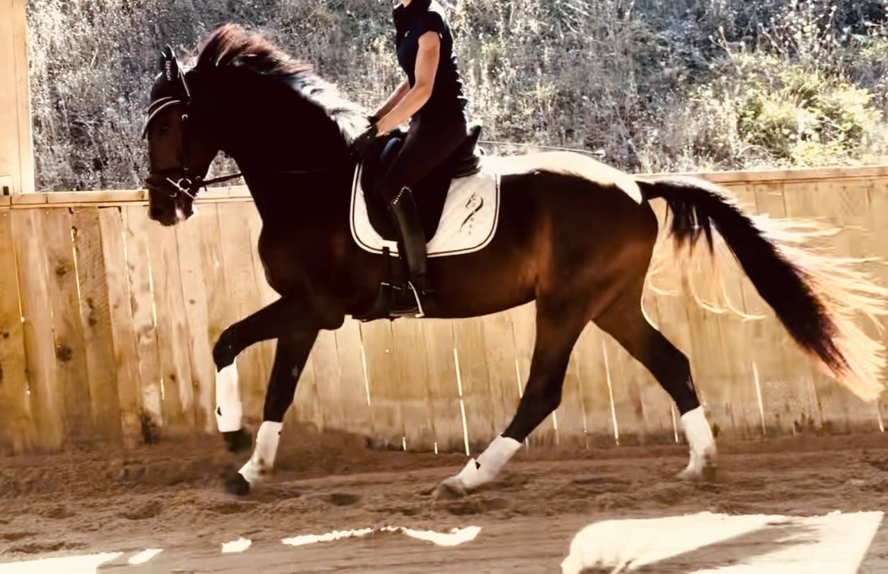 Castrone KWPN Cavallo da Sport Neerlandese In vendita 2023 Baio scuro ,  Blue Hors Santiano