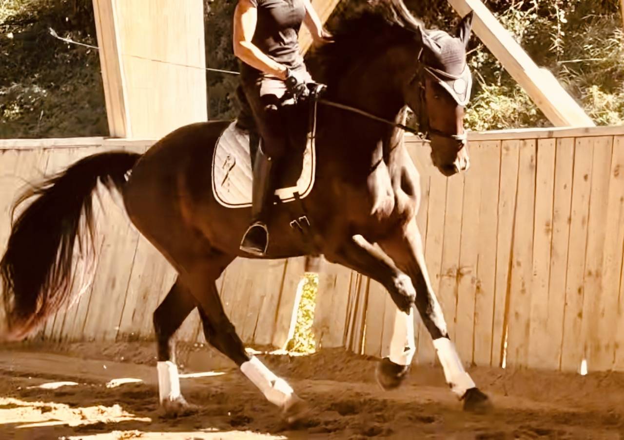 Castrone KWPN Cavallo da Sport Neerlandese In vendita 2023 Baio scuro ,  Blue Hors Santiano