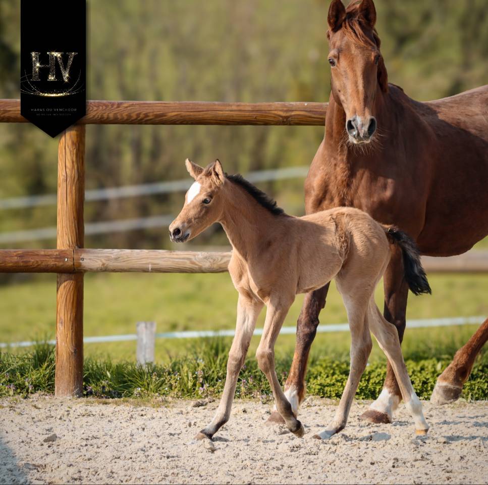 Puledra KWPN Cavallo da Sport Neerlandese In vendita 2026 Isabella ,  Qatar LP