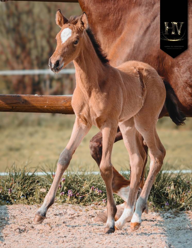 Puledra KWPN Cavallo da Sport Neerlandese In vendita 2026 Isabella ,  Qatar LP