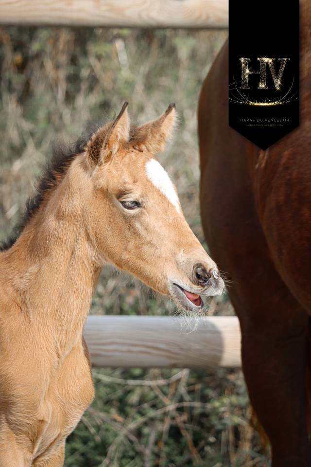 Puledra KWPN Cavallo da Sport Neerlandese In vendita 2026 Isabella ,  Qatar LP