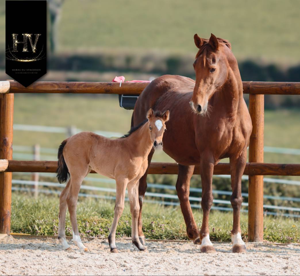 Puledra KWPN Cavallo da Sport Neerlandese In vendita 2026 Isabella ,  Qatar LP