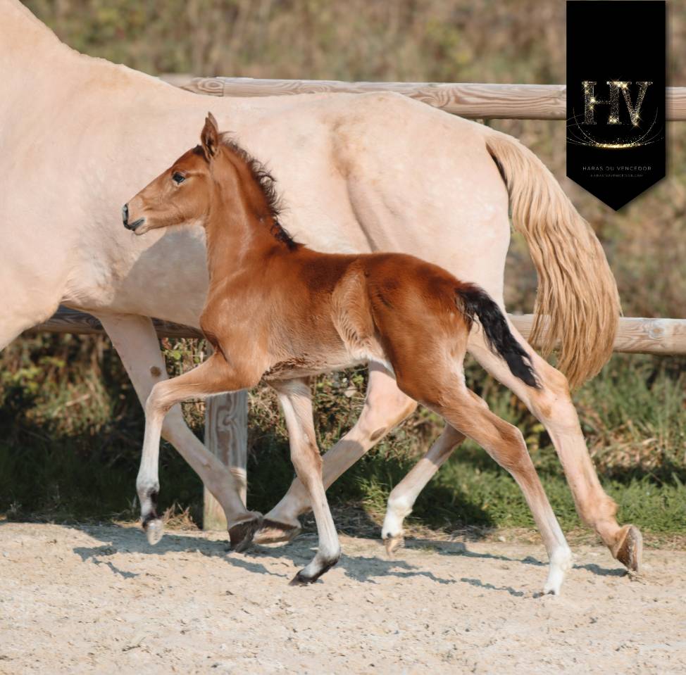 Puledro Lusitano In vendita 2026 Isabella ,  Rei Du Parc
