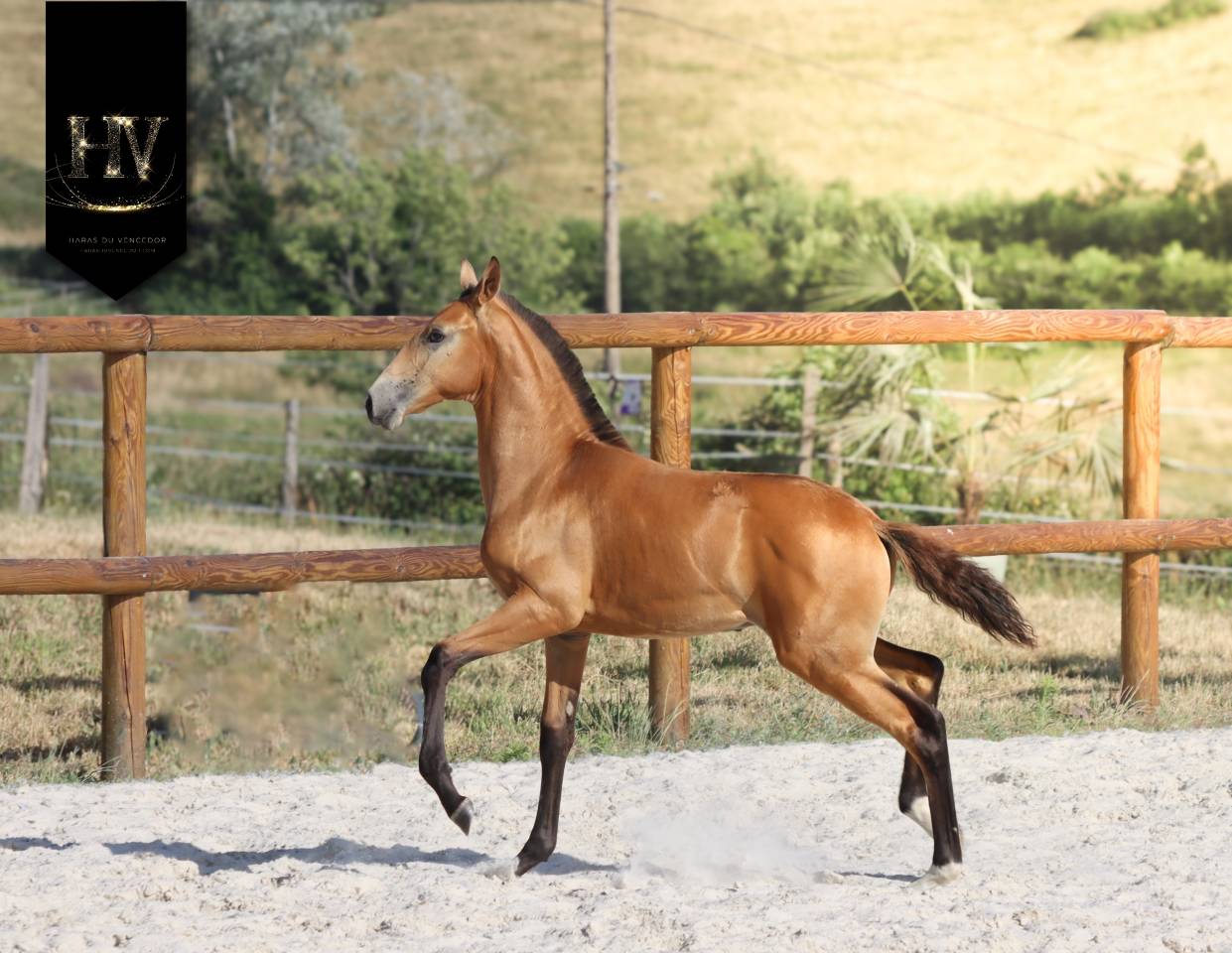 Puledro Lusitano In vendita 2026 Isabella ,  Rei Du Parc