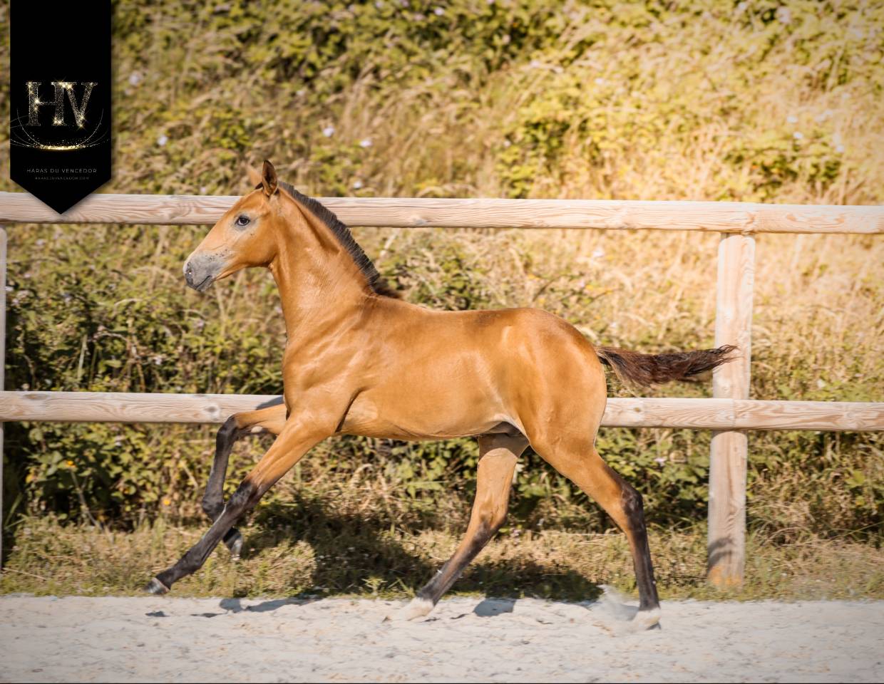 Puledro Lusitano In vendita 2026 Isabella ,  Rei Du Parc