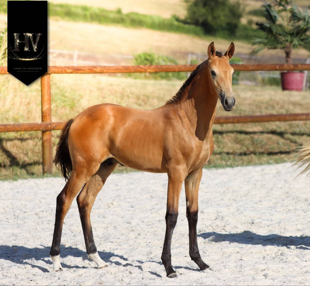 Puledro Lusitano In vendita 2026 Isabella ,  Rei Du Parc