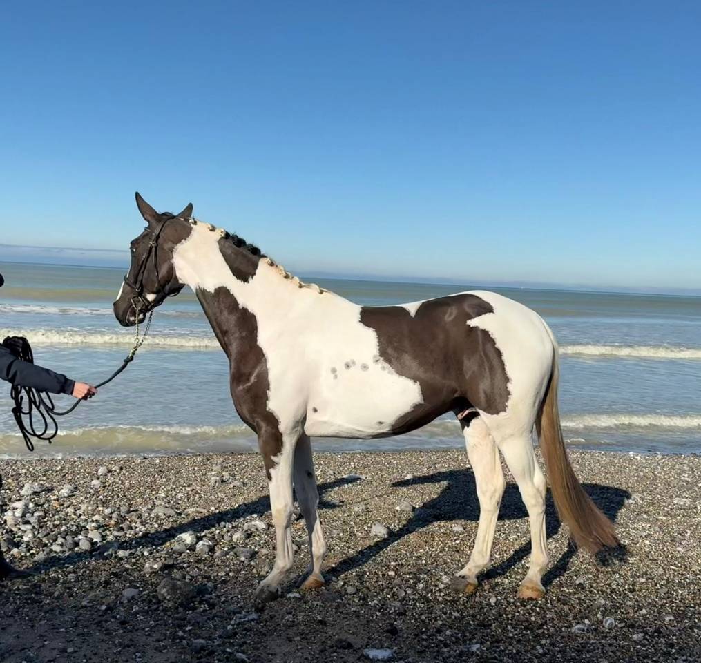 LINVICTUS D'ENJOY - AES Anglo European Studbook 2021