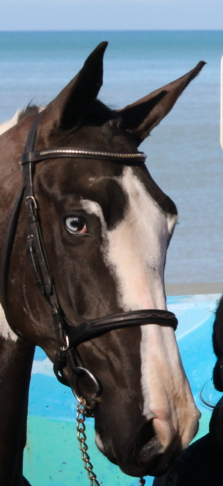 LINVICTUS D'ENJOY - AES Anglo European Studbook 2021