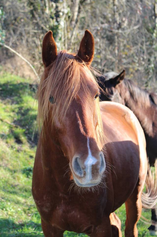 Castrone Purosangue Arabo In vendita 2020 Sauro ,  AVALON CRAZY