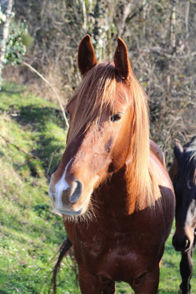 Castrone Purosangue Arabo In vendita 2020 Sauro ,  AVALON CRAZY