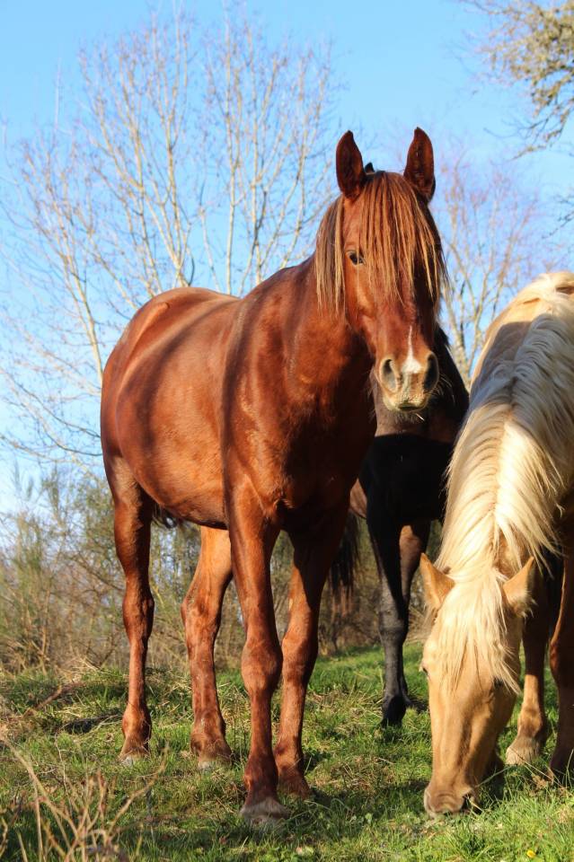 Castrone Purosangue Arabo In vendita 2020 Sauro ,  AVALON CRAZY