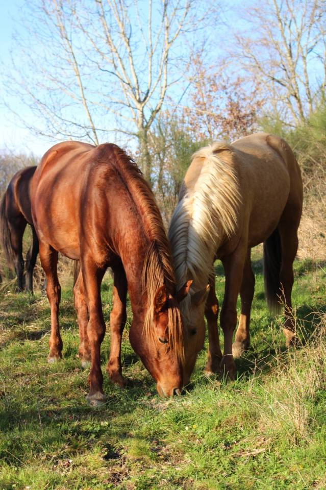 Castrone Purosangue Arabo In vendita 2020 Sauro ,  AVALON CRAZY