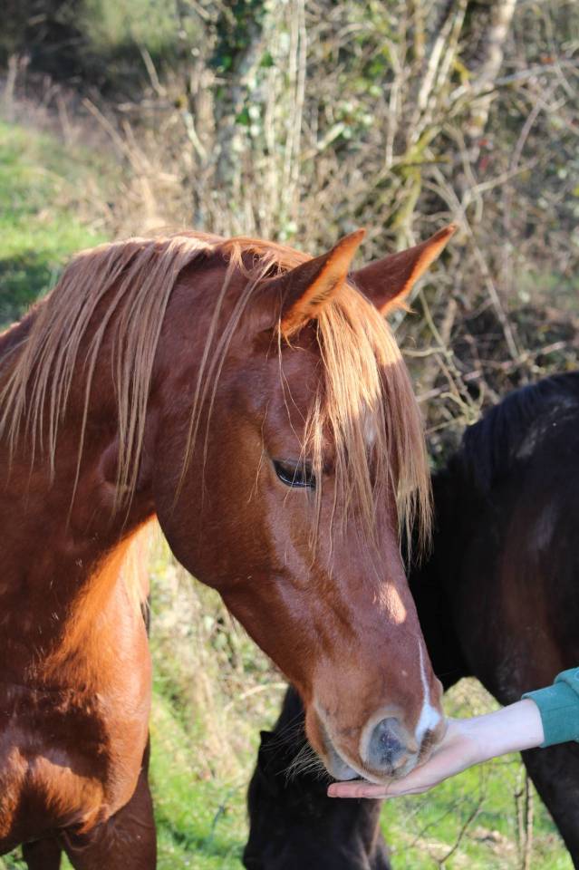 Castrone Purosangue Arabo In vendita 2020 Sauro ,  AVALON CRAZY