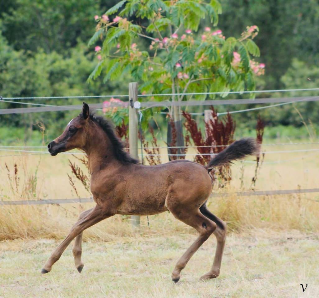 Puledro Arabo In vendita 2025 Nero ,  Black Shivas