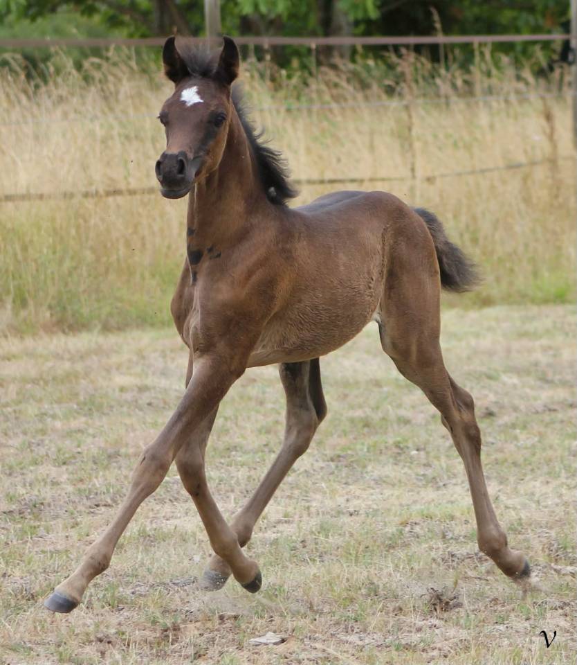 Puledro Arabo In vendita 2025 Nero ,  Black Shivas