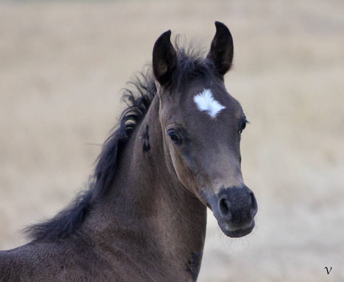 Puledro Arabo In vendita 2025 Nero ,  Black Shivas