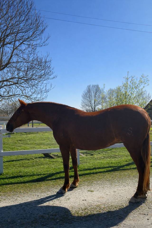 Cavalla PRE Andaluso In vendita 2020 Sauro