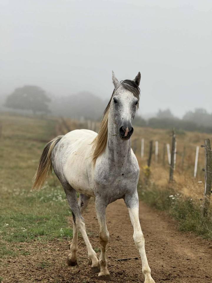Stallone Origine non conosciuta  In vendita 2017 Pezzato ,  GP DAKOTA DANCER (USA)