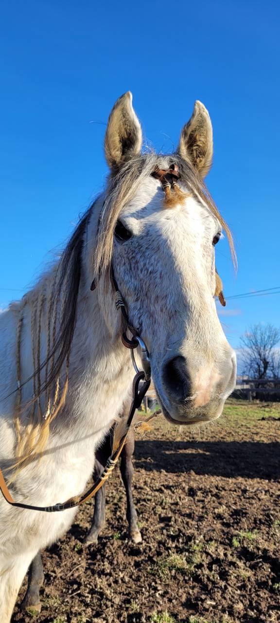Stallone Origine non conosciuta  In vendita 2017 Pezzato ,  GP DAKOTA DANCER (USA)
