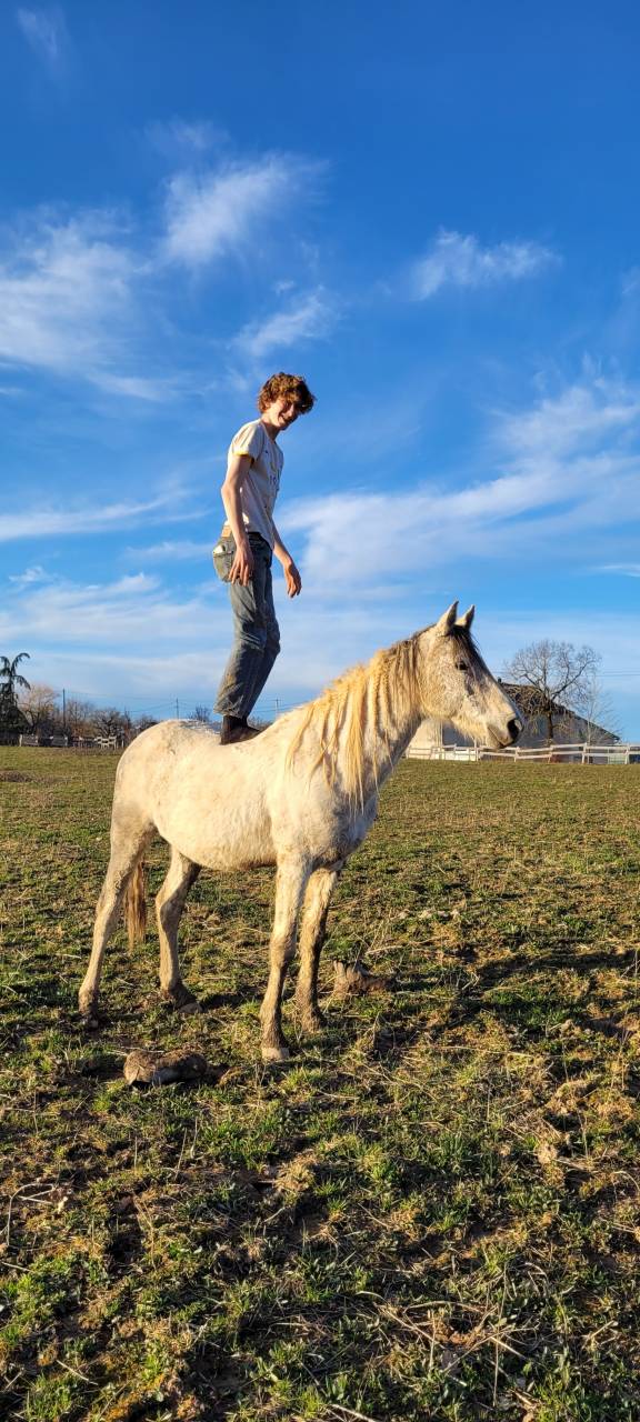 Stallone Origine non conosciuta  In vendita 2017 Pezzato ,  GP DAKOTA DANCER (USA)