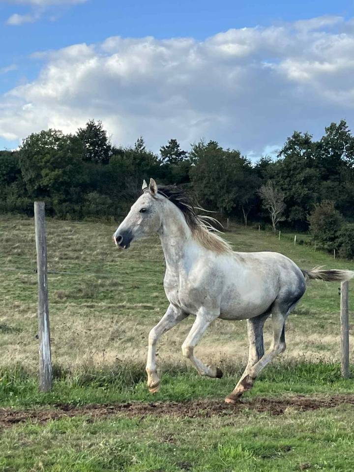 Stallone Origine non conosciuta  In vendita 2017 Pezzato ,  GP DAKOTA DANCER (USA)