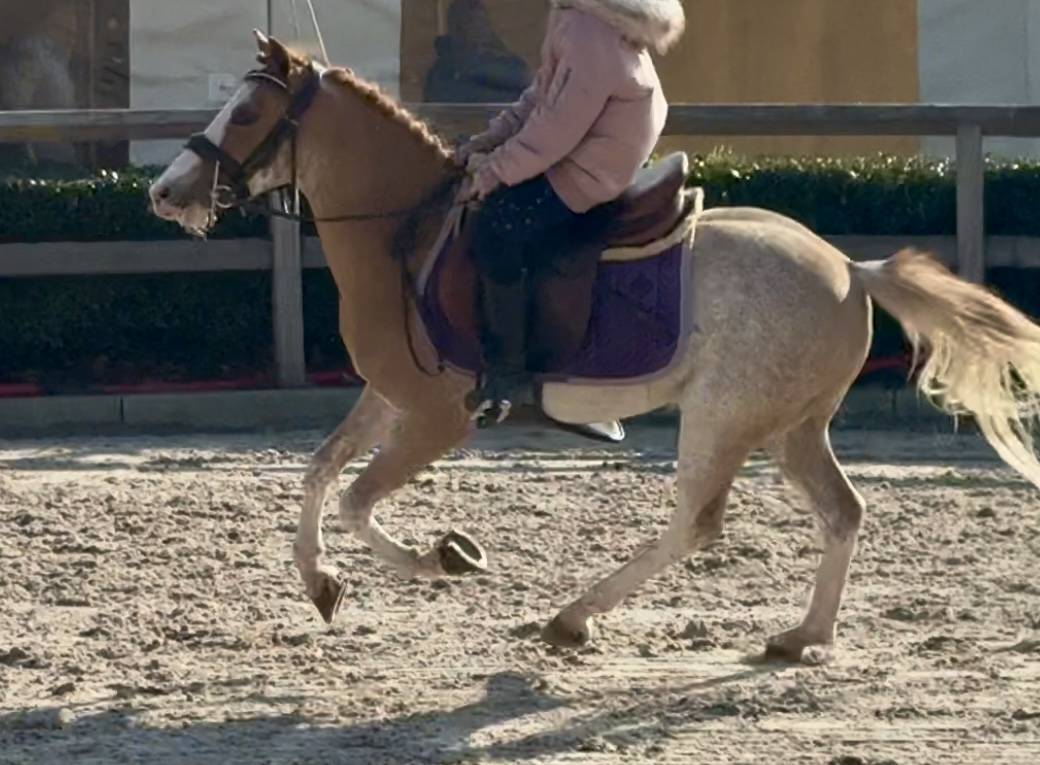 Castrone Welsh Poney (Sezione B) In vendita 2016 Sorrel