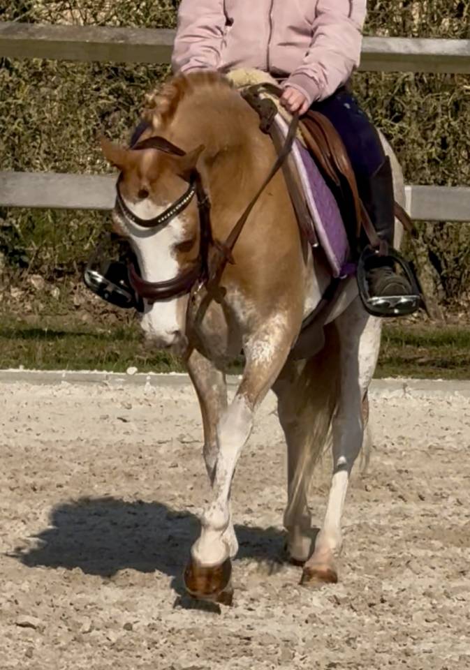 Castrone Welsh Poney (Sezione B) In vendita 2016 Sorrel