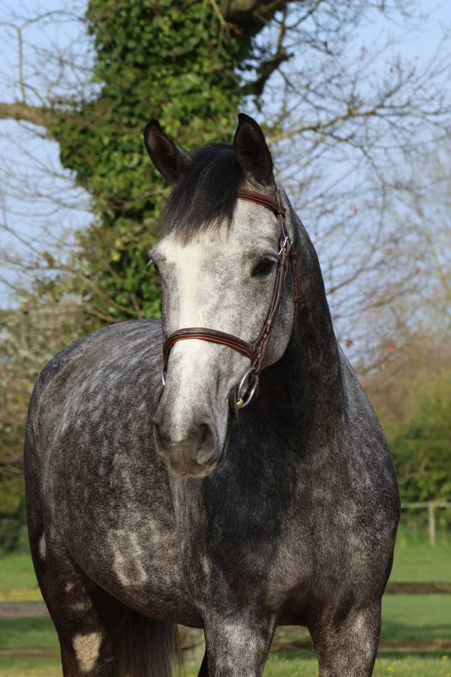 Castrone Sella Francese In vendita 2020 Grigio ,  MYLORD CARTHAGO