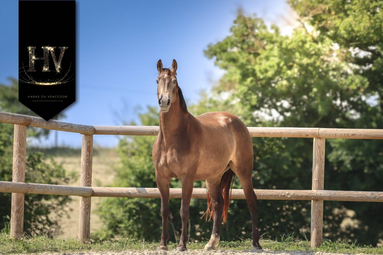 Cavalla AES Anglo European Studbook In vendita 2020 Isabella ,  Kjento