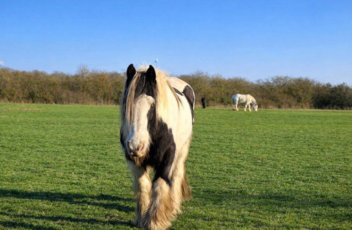 Propriet&agrave; equestre In vendita Eure