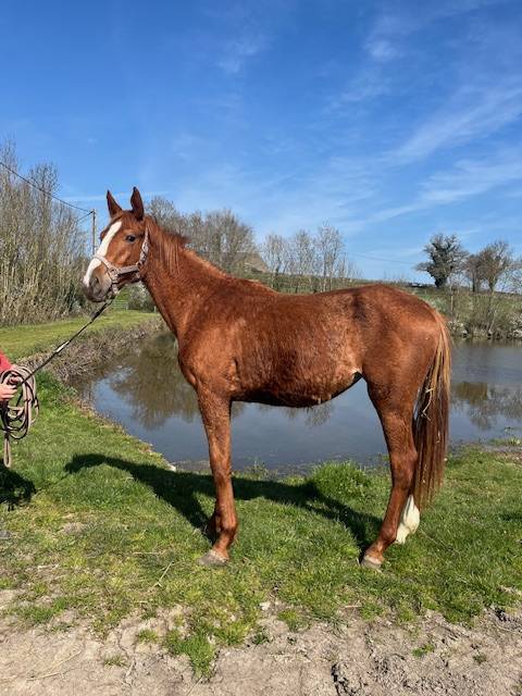 Puledra Sella Francese In vendita 2024 Sauro ,  ROY DE LA VALLEE