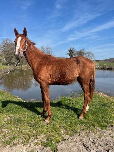 Puledra Sella Francese In vendita 2024 Sauro ,  ROY DE LA VALLEE