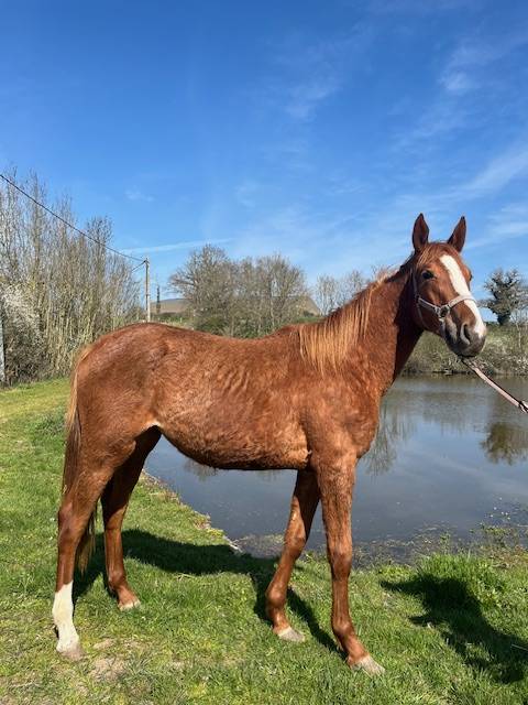 Puledra Sella Francese In vendita 2024 Sauro ,  ROY DE LA VALLEE