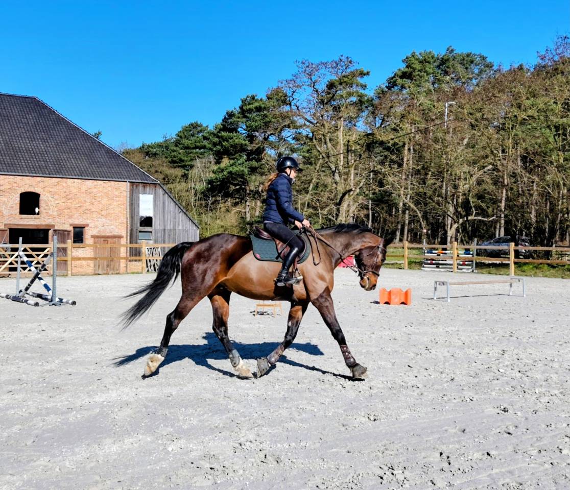 Castrone sBs Cavallo da Sport Belgio In vendita 2018 Baio