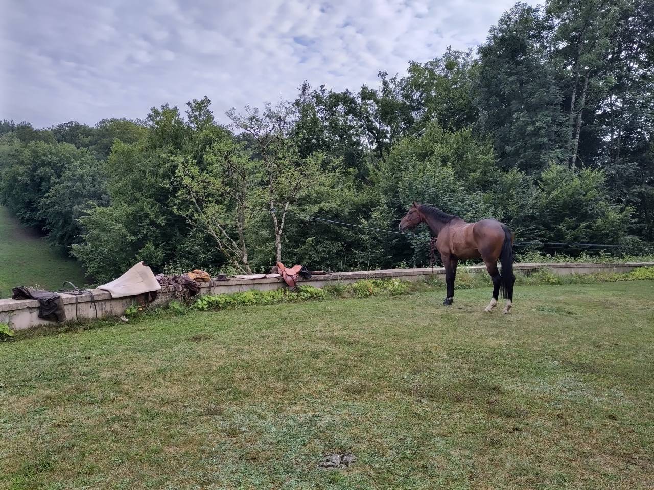 Castrone sBs Cavallo da Sport Belgio In vendita 2018 Baio